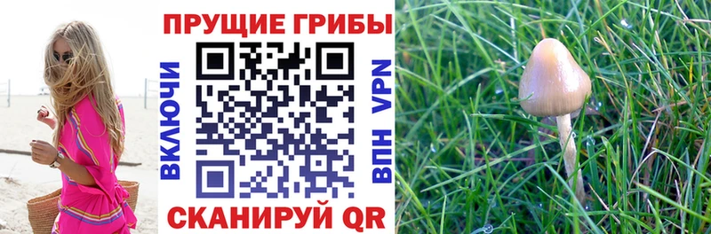 Купить  Красноярск  Псилоцибиновые грибы Magic Shrooms 